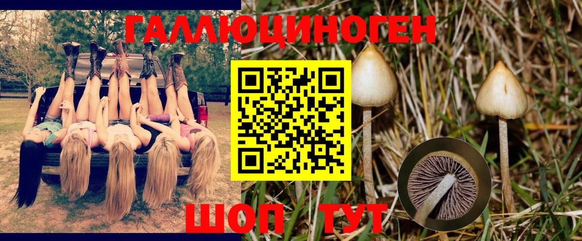 Псилоцибиновые грибы Cubensis Апатиты