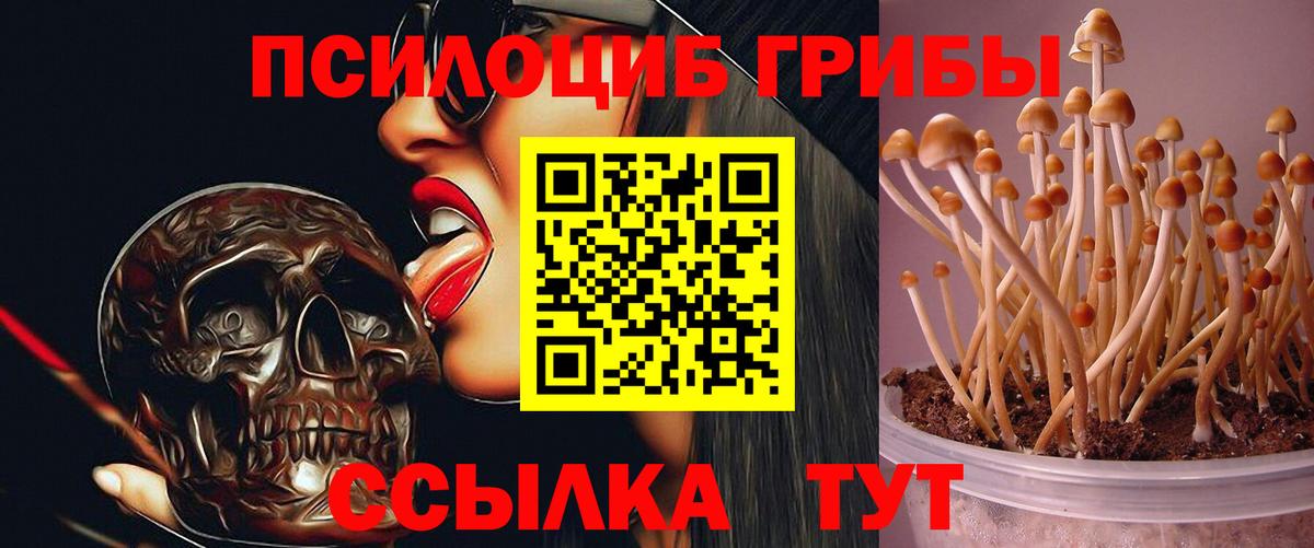 Апатиты  Галлюциногенные грибы Psilocybe  Вход с VPN  Псилоцибиновые грибы мицелий 